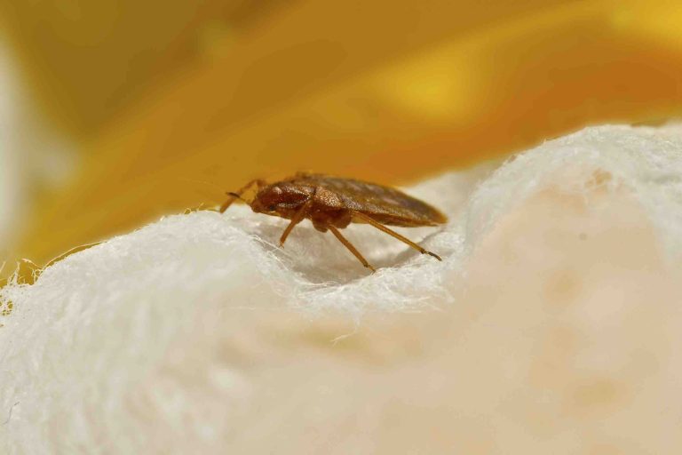are bed bugs hard to squish are bed bugs hard to squish