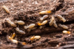 Broken Arrow Termite Extermination