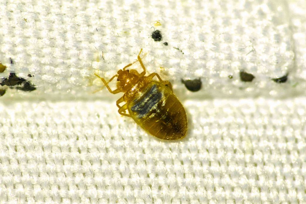 Are Bed Bugs a Sign of Dirty Living Conditions?