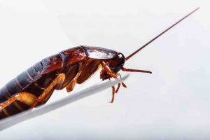 Cockroach control broken arrow