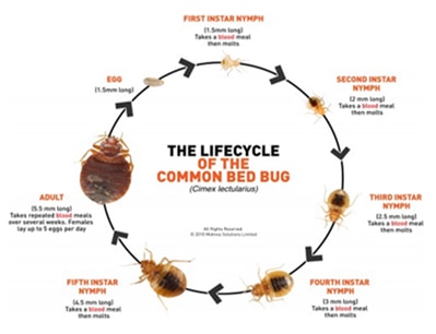 The Life Cycle of a Bedbug