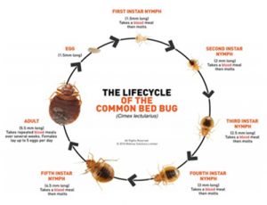 Bed Bug Removal Service