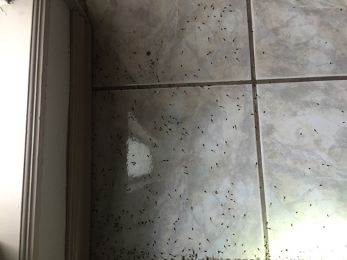 Termite Swarmer Extermination Broken Arrow