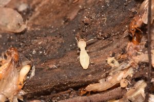 Termite Exterminator in Broken Arrow