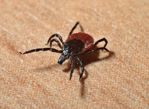 Pest control in Tulsa, Oklahoma