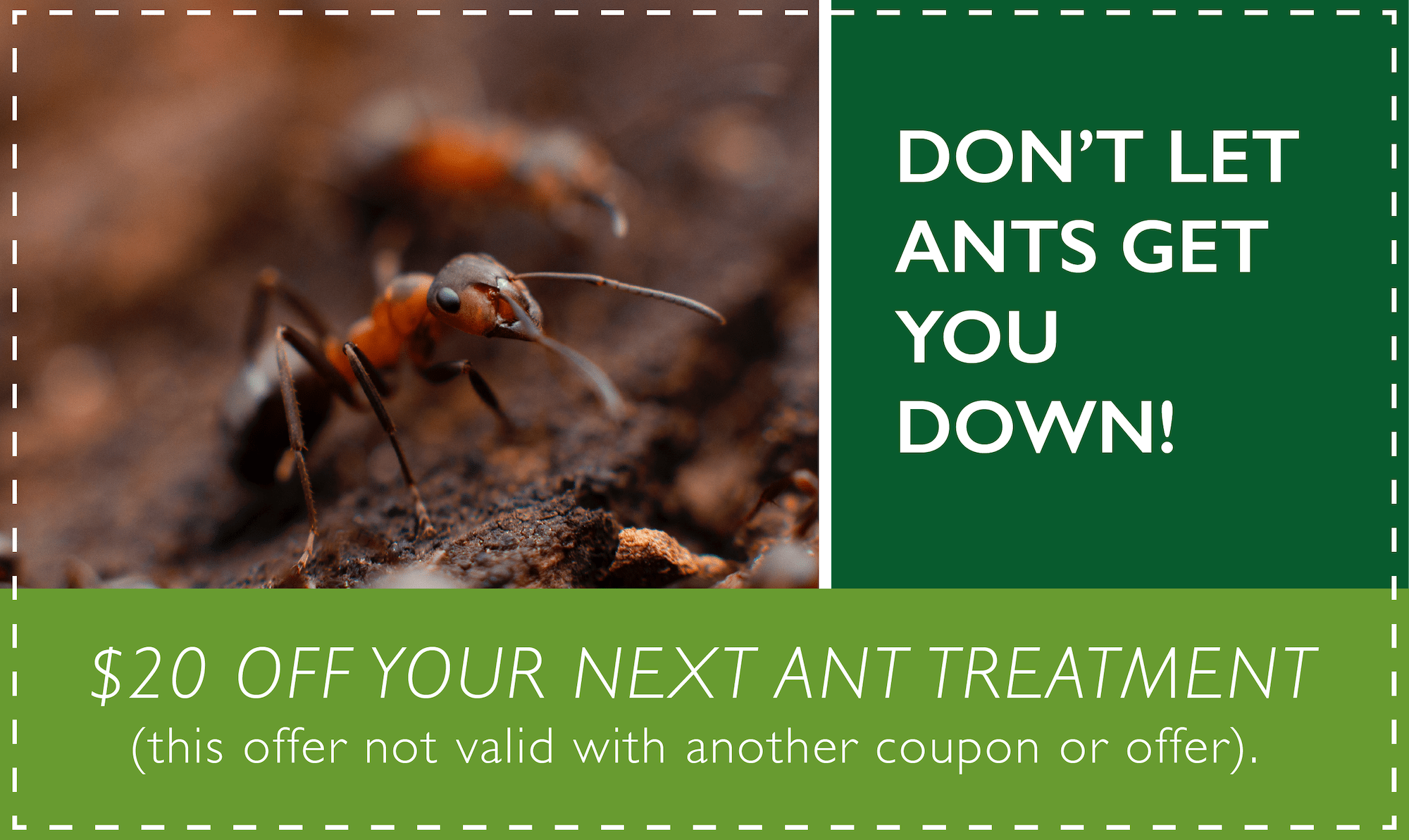 Ant Control and Elimination Action Pest Management Broken Arrow