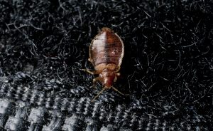 Do Bed Bugs Carry Diseases?