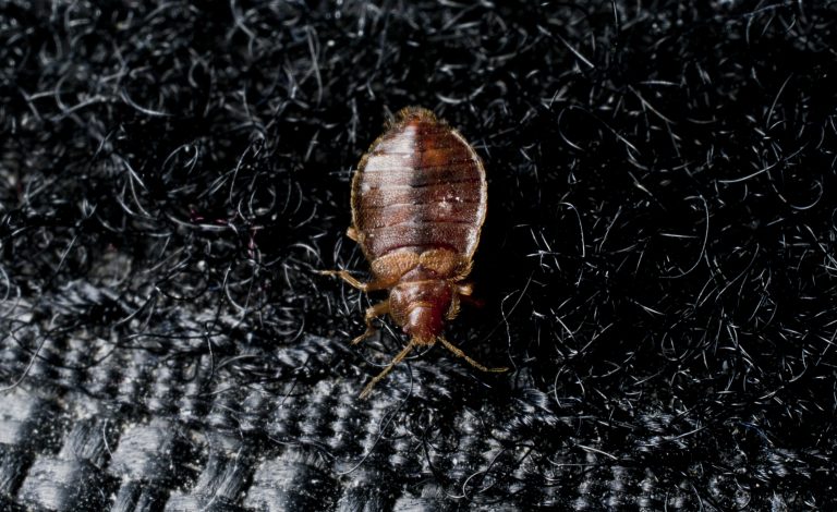 do-bed-bugs-carry-diseases-action-pest-management-broken-arrow