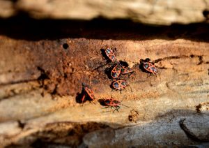 Pest Control In Sand Springs, Oklahoma