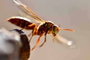 Wasp Extermination in Broken Arrow