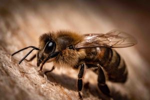 BrokenArrow Bee Hive Control