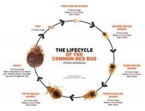 Life Cycle of a Bedbug