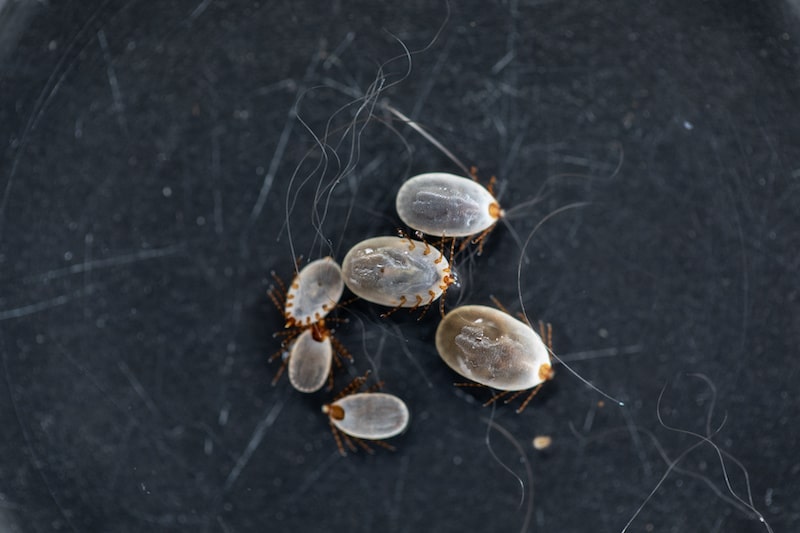 how long can flea eggs survive without hatching