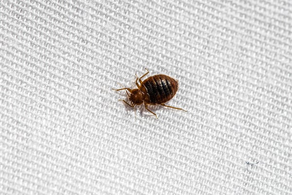 Broken Arrow Bed Bug Exterminator