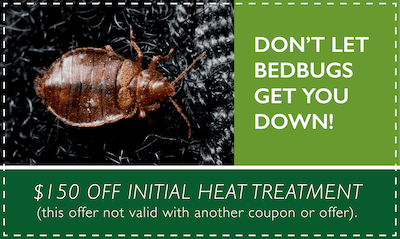 pest control bedbug
