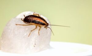 Tulsa Roach Removal