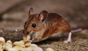 Tulsa Mouse & Rodent Extermination - Action Pest Management