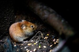 Tulsa Mouse & Rodent Extermination - Action Pest Management