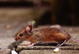 Tulsa Rodent Extermination Near Me | Action Pest Management