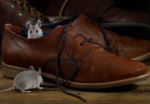 Tulsa Mouse Removal | Action Pest Management