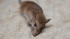 tulsa-mouse-exterminator - Action Pest Management - Broken Arrow Pest Control tulsa mouse exterminator