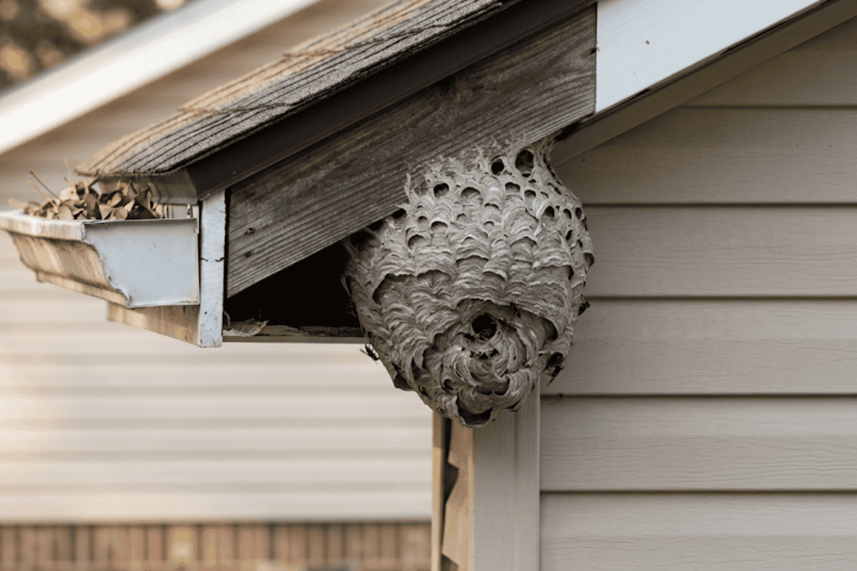 Large paper wasp nest attached to the eave under the roof of a beige house baseboard area.