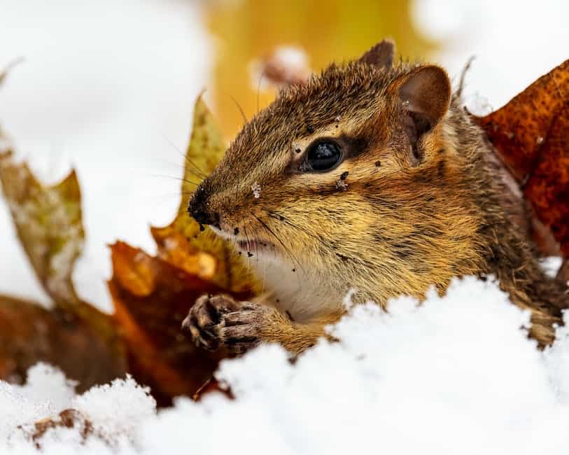 An image of rodents in cold weather, showcasing their behaviors and adaptations