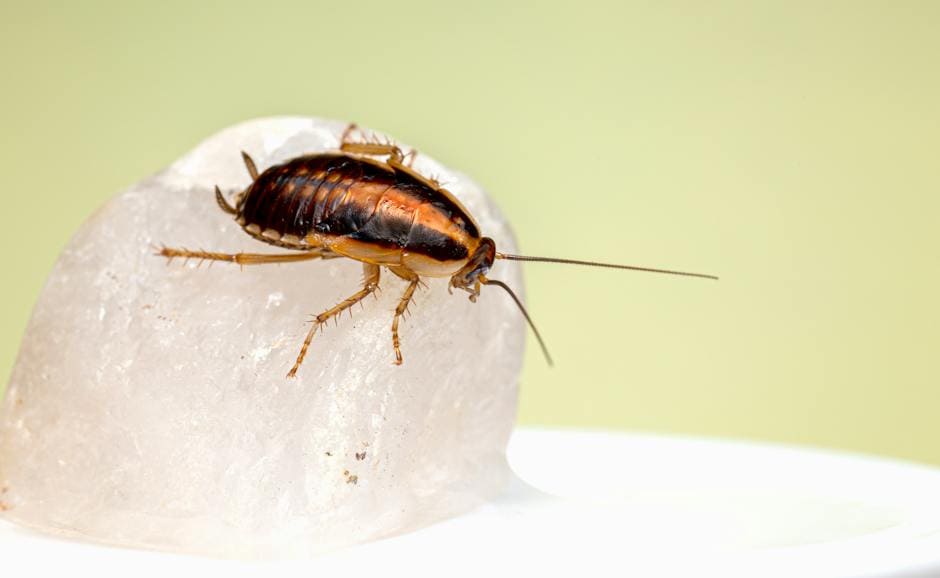 A realistic image of a cockroach in a kitchen, carrying bacteria on its body