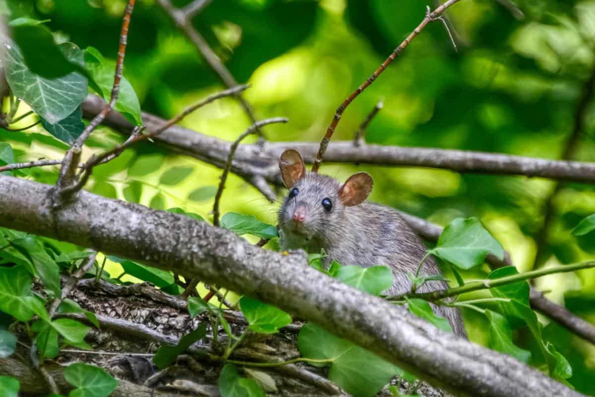 Bracing Against Winter Rodent Invasion