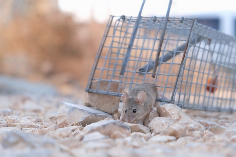 Effective Rodent Trapping Methods in Winter