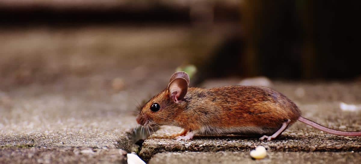 Effective Rodent Trapping Methods in Winter